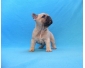 Chiot bouledogue franais femelle a donner