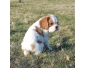 A donner Chiot Type Cavalier King Charles Femelle