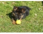 Adorable chiot berger allemand a donner