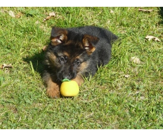 Adorable Chiot Berger Allemand A Donner