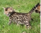 Magnifique chatons de race Bengal