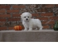 A donner Chiot Type Bichon Maltais Petite Femelle