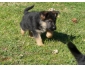 A donner chiot type berger allemand femelle