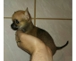 Adorable mini chihuahua non Lof