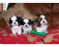 Chiots Shih Tzu LOOF  disponible