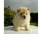 A donner magnifique chiot type chow chow femelle??