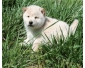 Donne ce nounours chiot shiba inu