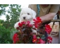 Magnifique chiot bichon frisé