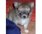 Chiot femelle type chihuahua poil long non lof