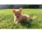 Superbe chiot chihuahua à poils longs non lof