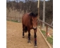 Adoption Magnifique Cheval de 7 ans