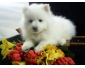 A DONNER adorable chiot femelle spitz nain femelle