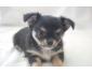 Superbe petis males chihuahua enregistré au club canin canadien