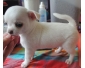 Magnifique Bébé type CHIHUAHUA