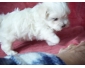 Chiot Bichon maltais femelle a donner