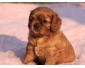 Adorable Chiots Cavalier King