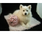 Don Chiots Spitz japonais