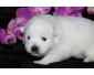 A donner Chiots Spitz japonais blanc