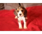 Magnifique chiot Beagle femelle a donner contre bon soin