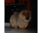 Offre de ma superbe chiot spitz femelle de 4 mois