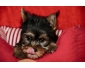 Magnifique amies chiot Yorkshire Terrier,