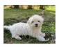 A DONNER Chiot Type Bichon Maltais Femelle