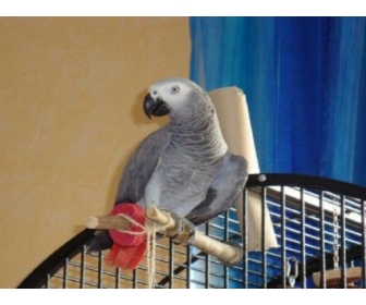 A Donner mle Perroquet Gris du Gabon.