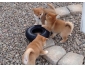 Disponible de suite Shiba Inu