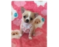 Urgent contre bon soins chiot chihuahua femelle