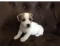 Magnifique petite femelle chiot Jack Russell