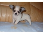 Adorable Chiot Chihuahua Femelle LOF a Donner