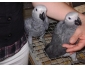 Donner contre bon soin magnifique couple de perroquet gris du gabon