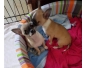 A donner Bébés CHIHUAHUA de parents LOF