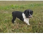 Jolie bébé chiot bouledogue français de 03 mois