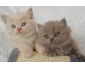 Chaton British longhair lilas et shorthair fawn