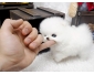 A donner chiot pomeranien teacup blanc