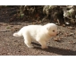 A donner chiot berger blanc suisse femelle