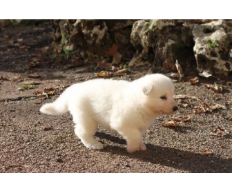 A Donner Chiot Berger Blanc Suisse Femelle