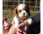 Chiot type cavalier king charles A DONNER