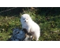 A donner chiot de type spitz nain femelle