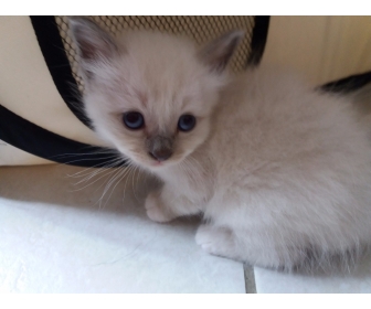 Petite Chaton Sacre De Birmanie Non Lof A Donner