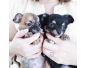 2 mini chiots chihuahua de race pure