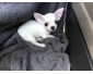 Magnifique Chiot chihuahua male et femelle a donner