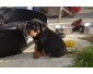 Chiots Type Rottweiler Femelle à donner