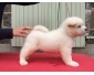 Pour Noel ma Magnifique chiot type Akita Américaine femelle très petit