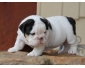 Très beau chiot femelle bulldog anglais