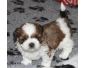 Urgence mon chiot adorable shih tzu femelle