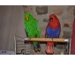 Perroquet eclectus