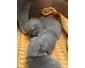 British shorthair chatons à vendre avec et sans pedigree!