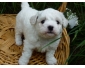 Adorables Chiots type bichons 1 mâle et 1 femelle